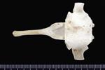 Dall sheep (Thoracic Vertebrae Middle (Axial) - Ventral)