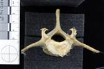 Dall sheep (Lumbar Vertebrae Last (Axial) - Cranial)