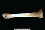 Dall sheep (Tibia (Left) - Medial)