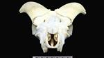 Dall sheep (Cranium (Axial) - Cranial)