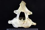 Dall sheep (Cervical Vertebrae 2 - Axis (Axial) - Cranial)