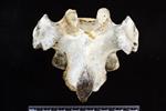 Dall sheep (Thoracic Vertebrae Middle (Axial) - Dorsal)