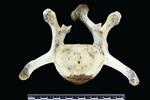 Dall sheep (Lumbar Vertebrae Middle (Axial) - Cranial)