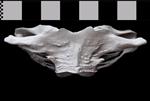 Bowhead Whale (Cervical Vertebrae 1 - Atlas (Axial) - Ventral)