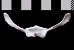 Bowhead Whale (Thoracic Vertebrae 1 (Axial) - Dorsal)