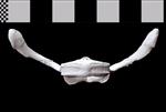 Bowhead Whale (Thoracic Vertebrae 1 (Axial) - Ventral)