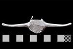 Bowhead Whale (Lumbar Vertebrae 1 (Axial) - Caudal)