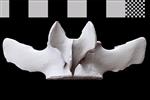 Bowhead Whale (Lumbar Vertebrae 13 (Axial) - Dorsal)
