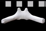 Bowhead Whale (Basihyoid (Axial) - Proximal)