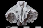 Baird's Beaked Whale [English] (Cranium (Axial) - Cranial)