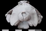 Baird's Beaked Whale [English] (Cranium (Axial) - Caudal)