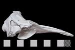 Baird's Beaked Whale [English] (Cranium (Axial) - Right)