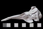 Baird's Beaked Whale [English] (Cranium (Axial) - Left)