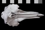 Baird's Beaked Whale [English] (Cranium (Axial) - Dorsal)