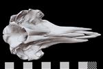 Baird's Beaked Whale [English] (Cranium (Axial) - Ventral)