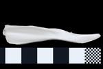Baird's Beaked Whale [English] (Jaw (Axial) - Right)