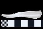 Baird's Beaked Whale [English] (Jaw (Axial) - Left)