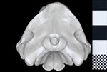 Cuvier's Beaked Whale [English] (Cranium (Axial) - Caudal)