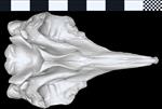 Cuvier's Beaked Whale [English] (Cranium (Axial) - Ventral)