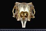 Alaskan Hare [English] (Cranium (Right) - Cranial)