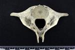Dall's Porpoise [English] (Cervical Vertebrae 7 (Axial) - Caudal)