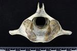 Dall's Porpoise [English] (Cervical Vertebrae 2 - Axis (Axial) - Cranial)