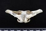 Dall's Porpoise [English] (Cervical Vertebrae 1 - Atlas (Axial) - Dorsal)