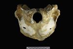 Beluga [English] (Cranium (Axial) - Caudal)