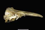 Beluga [English] (Cranium (Axial) - Right)