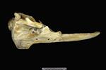 Beluga [English] (Cranium (Axial) - Left)