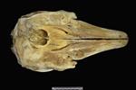Beluga [English] (Cranium (Axial) - Dorsal)