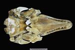 Beluga [English] (Cranium (Axial) - Ventral)