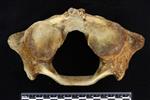 Beluga [English] (Cervical Vertebrae 1 - Atlas (Miscellaneous) - Caudal)