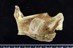 Beluga [English] (Cervical Vertebrae 1 - Atlas (Miscellaneous) - Right)