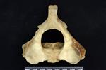 Beluga [English] (Cervical Vertebrae 2 - Axis (Miscellaneous) - Cranial)