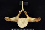 Beluga [English] (Thoracic Vertebrae 11 (Axial) - Cranial)