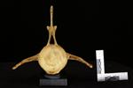 Beluga [English] (Lumbar Vertebrae 11 (Axial) - Caudal)