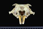 Alaska marmot [English] (Cranium (Miscellaneous) - Cranial)