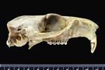 Alaska marmot [English] (Cranium (Miscellaneous) - Right)