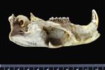 Alaska marmot [English] (Cranium (Miscellaneous) - Left)