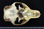 Alaska marmot [English] (Cranium (Miscellaneous) - Dorsal)