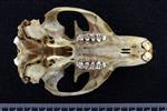 Alaska marmot [English] (Cranium (Miscellaneous) - Ventral)
