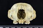Bearded Seal (Cranium (Miscellaneous) - Cranial)