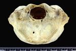 Bearded Seal (Cranium (Miscellaneous) - Caudal)