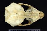 Bearded Seal (Cranium (Miscellaneous) - Dorsal)