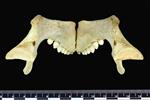 Bearded Seal (Mandible Right (Miscellaneous) - Caudal)