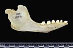 Bearded Seal (Mandible Right (Miscellaneous) - Right)