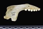 Bearded Seal (Mandible Right (Miscellaneous) - Left)