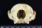 Bearded Seal (Cranium (Axial) - Cranial)