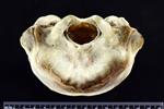 Bearded Seal (Cranium (Axial) - Caudal)